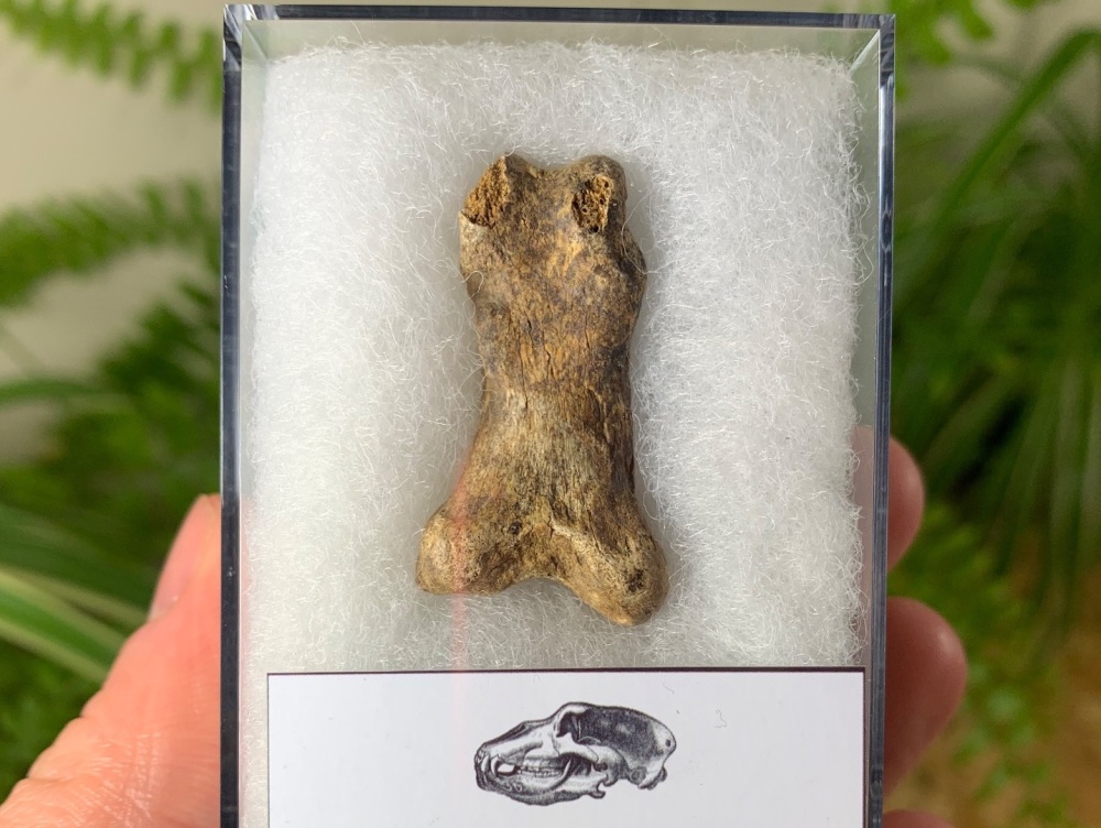 Cave Bear Digit (Finger/Toe Bone) #04
