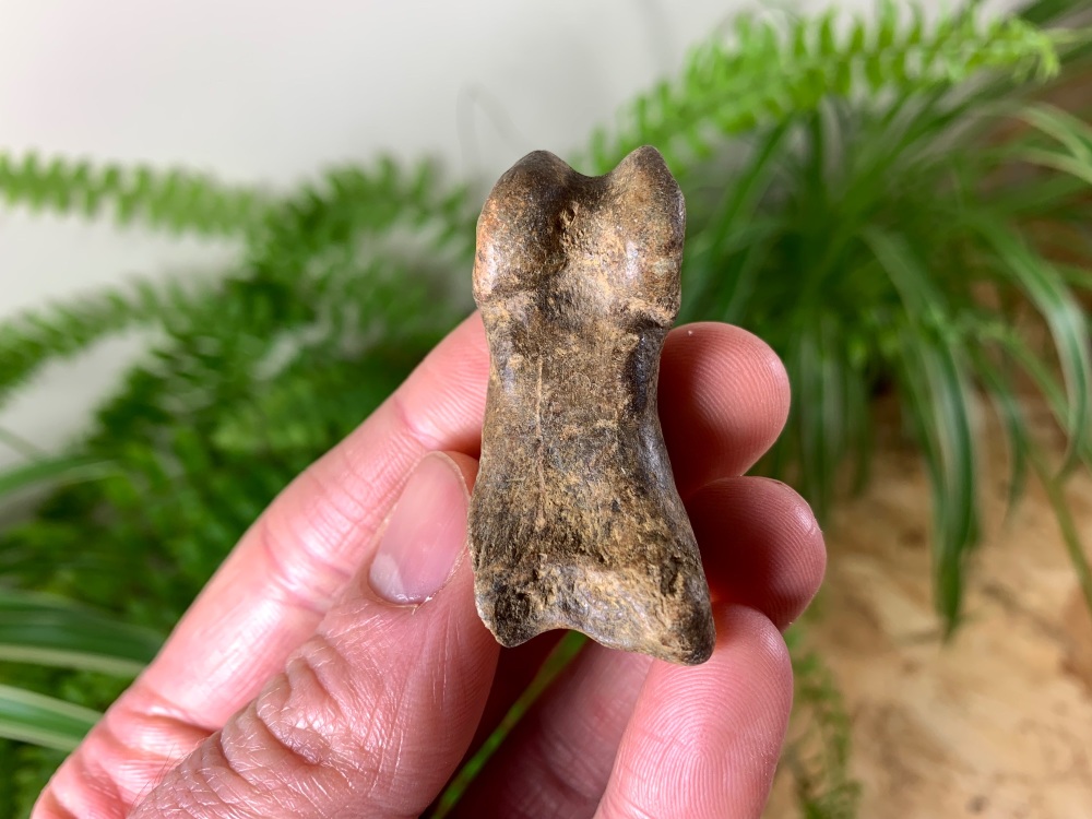Cave Bear Digit (Finger/Toe Bone) #06