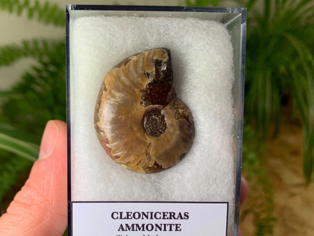 Cleoniceras Ammonite (Madagascar) #01