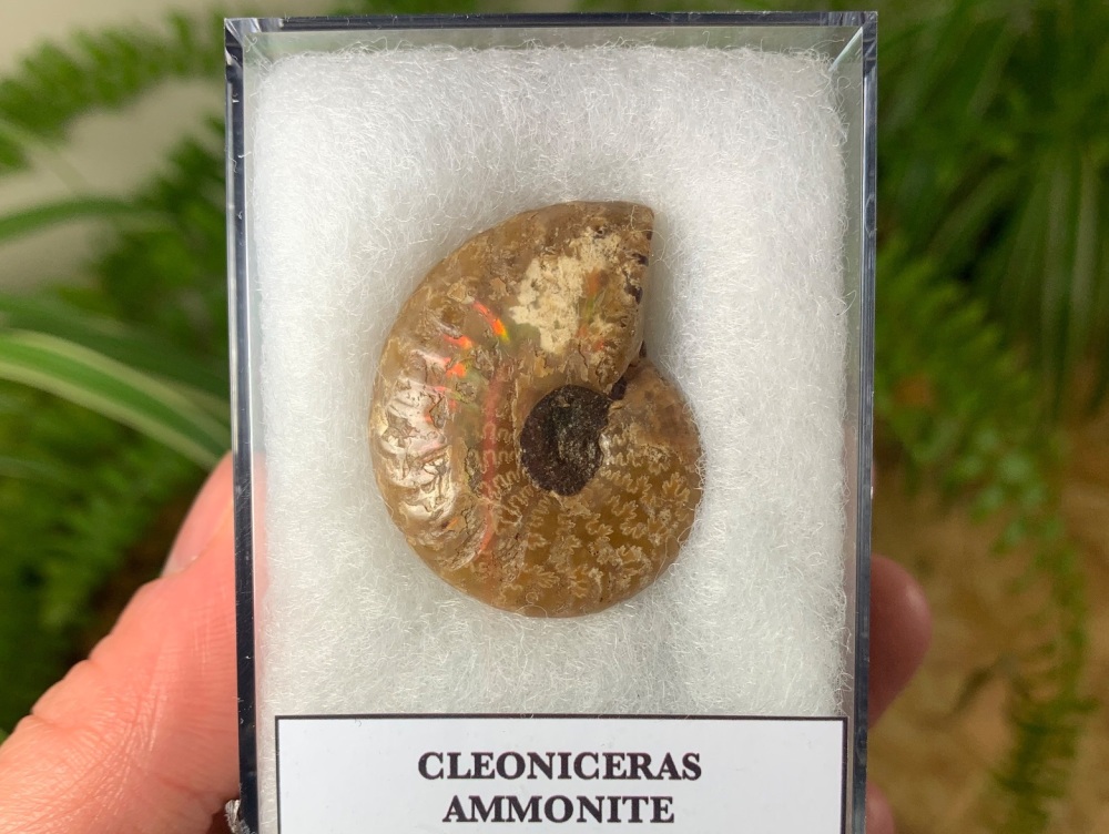 Cleoniceras Ammonite (Madagascar) #02