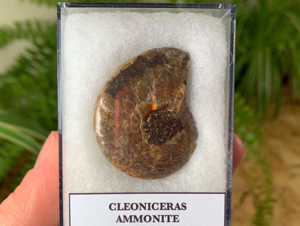Cleoniceras Ammonite (Madagascar) #04