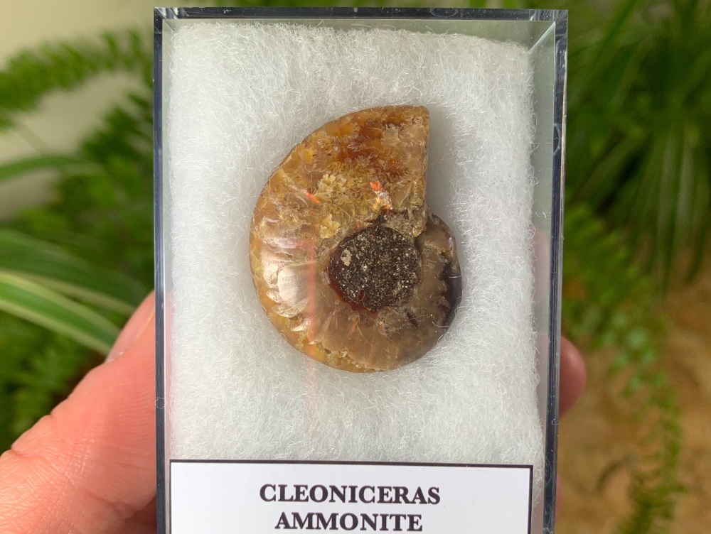 Cleoniceras Ammonite (Madagascar) #06