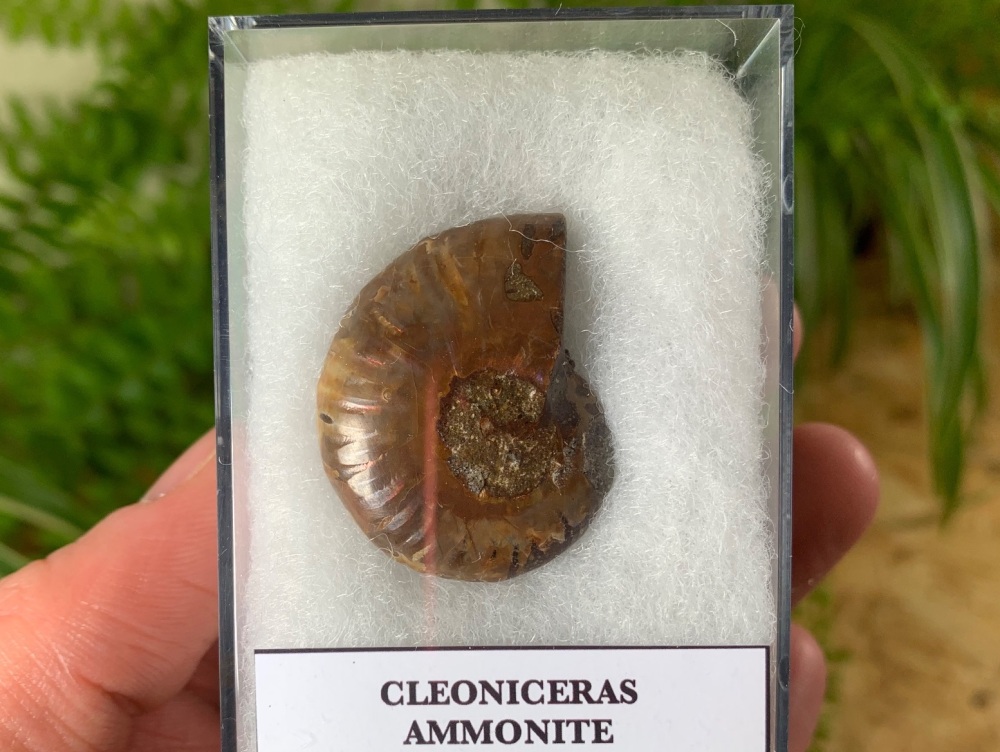 Cleoniceras Ammonite (Madagascar) #07