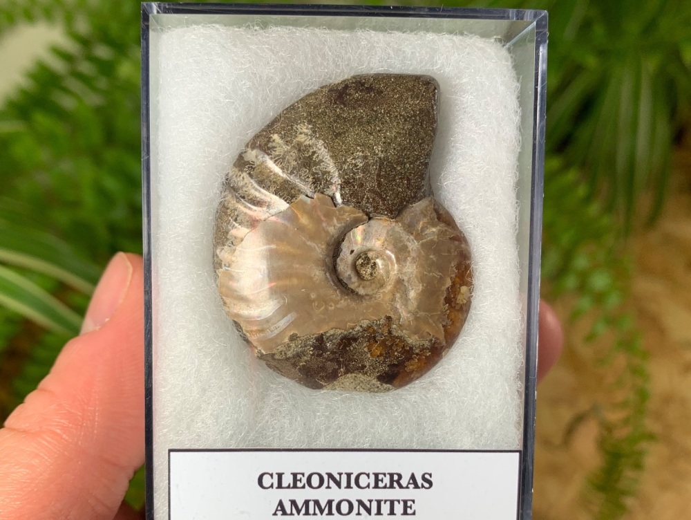 Cleoniceras Ammonite (Madagascar) #08