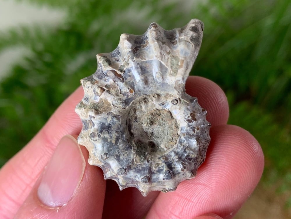 Douvilleiceras Ammonite (Madagascar) #01