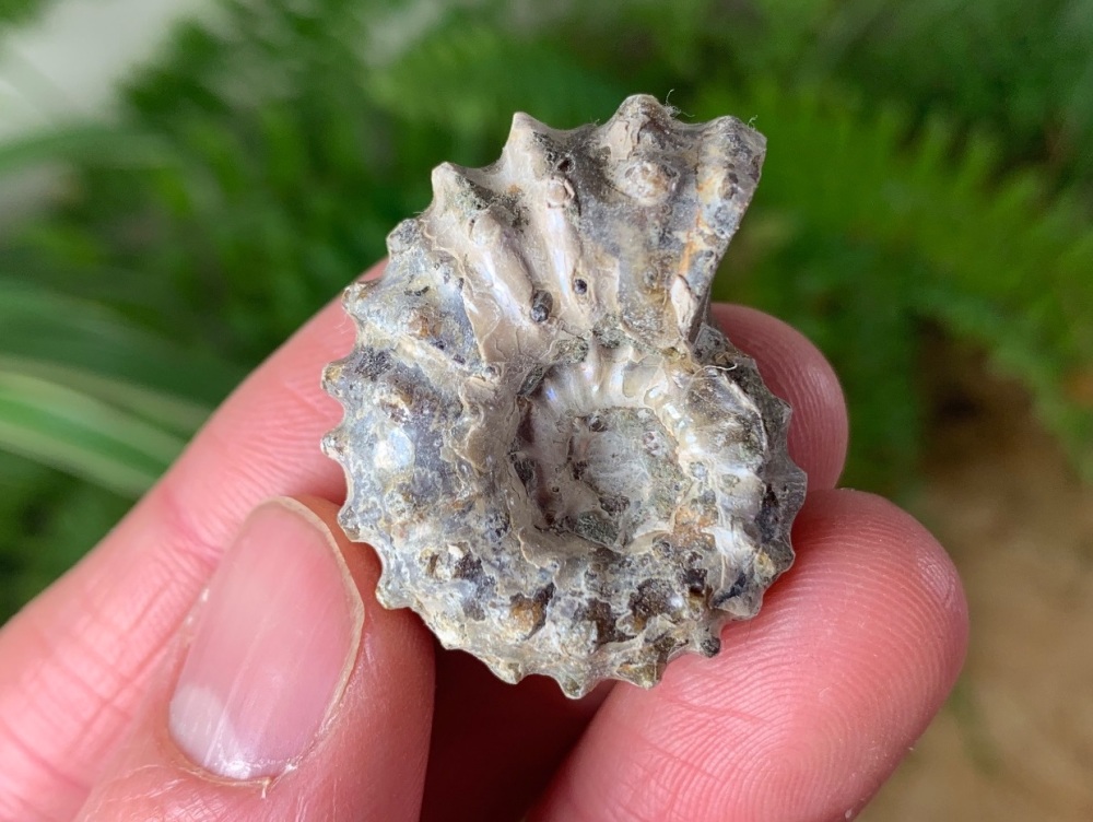 Douvilleiceras Ammonite (Madagascar) #02