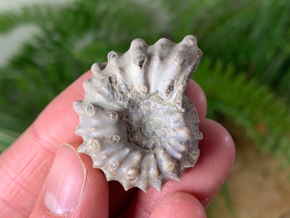 Douvilleiceras Ammonite (Madagascar) #04