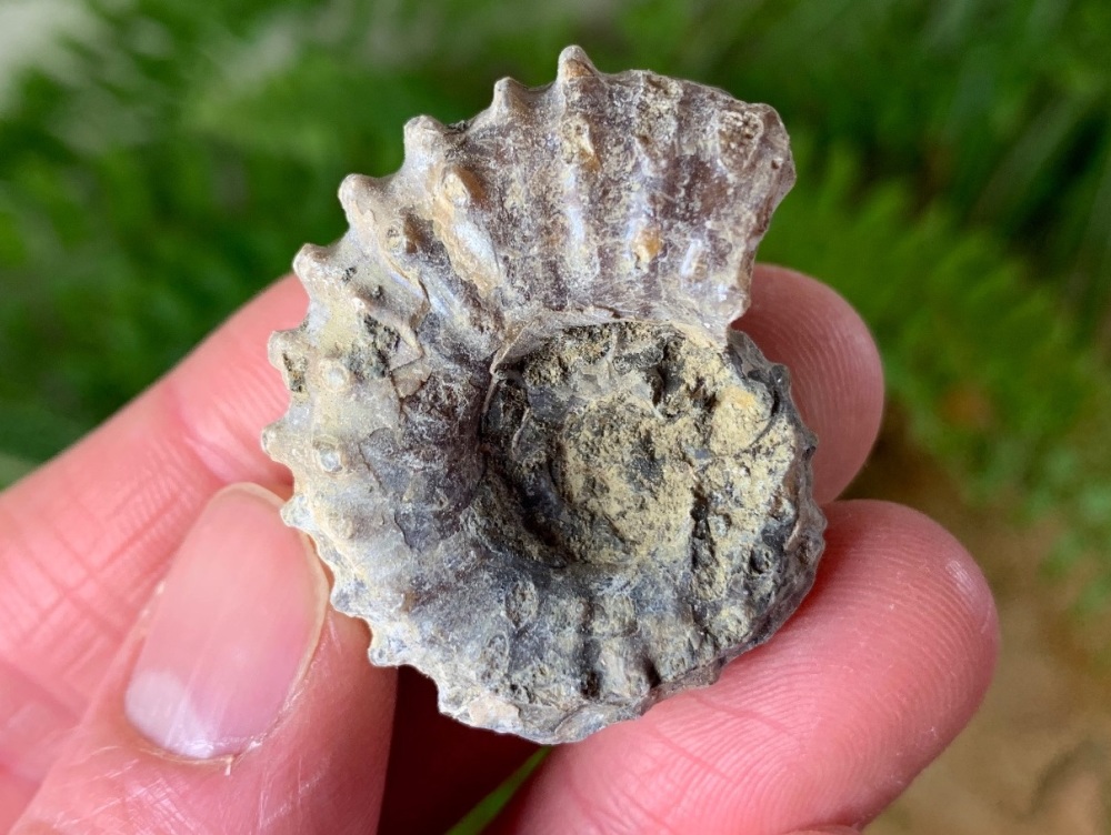 Douvilleiceras Ammonite (Madagascar) #06