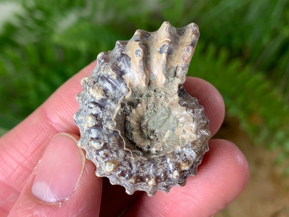 Douvilleiceras Ammonite (Madagascar) #07