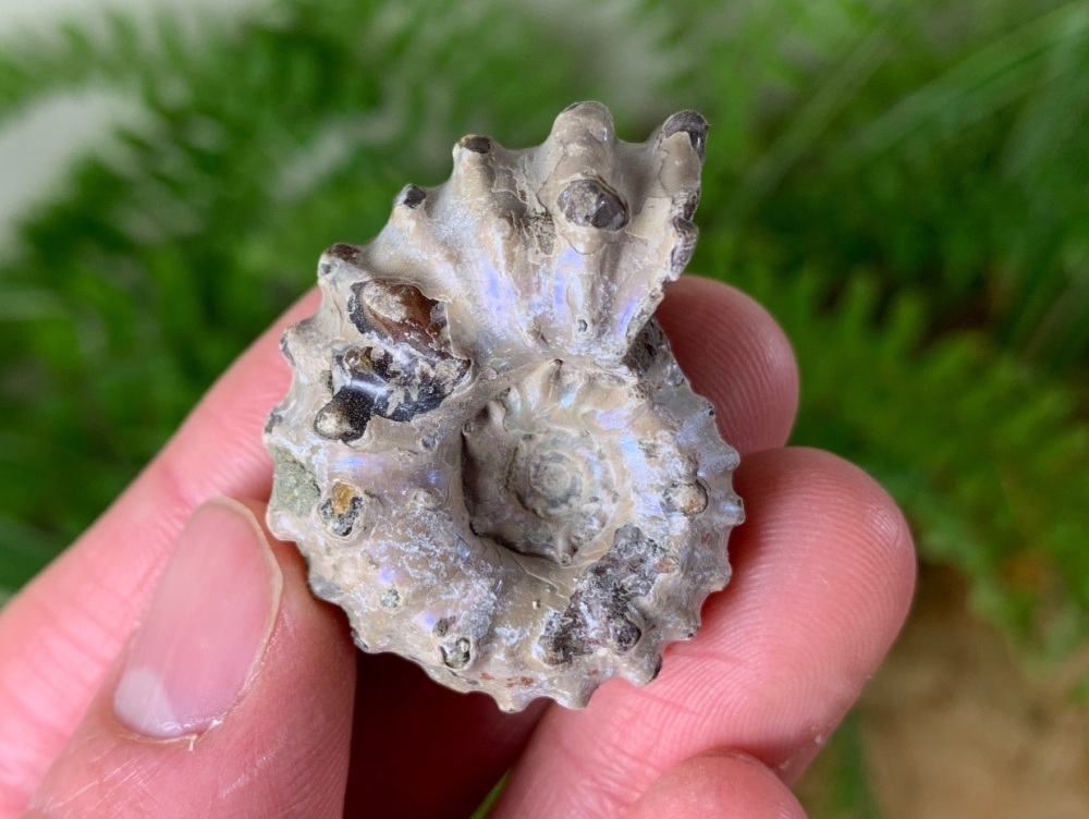 Douvilleiceras Ammonite (Madagascar) #08