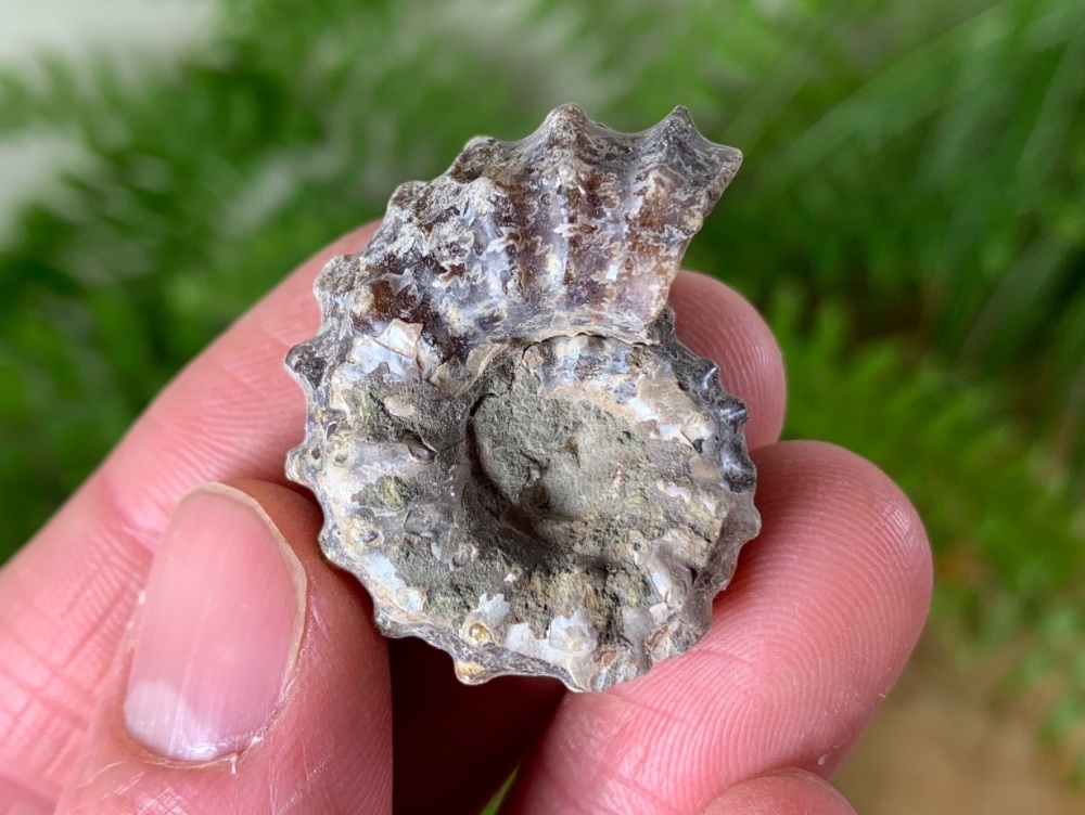 Douvilleiceras Ammonite (Madagascar) #09