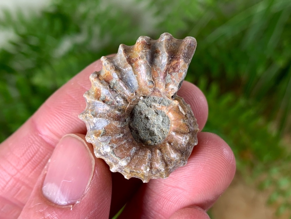 Douvilleiceras Ammonite (Madagascar) #10