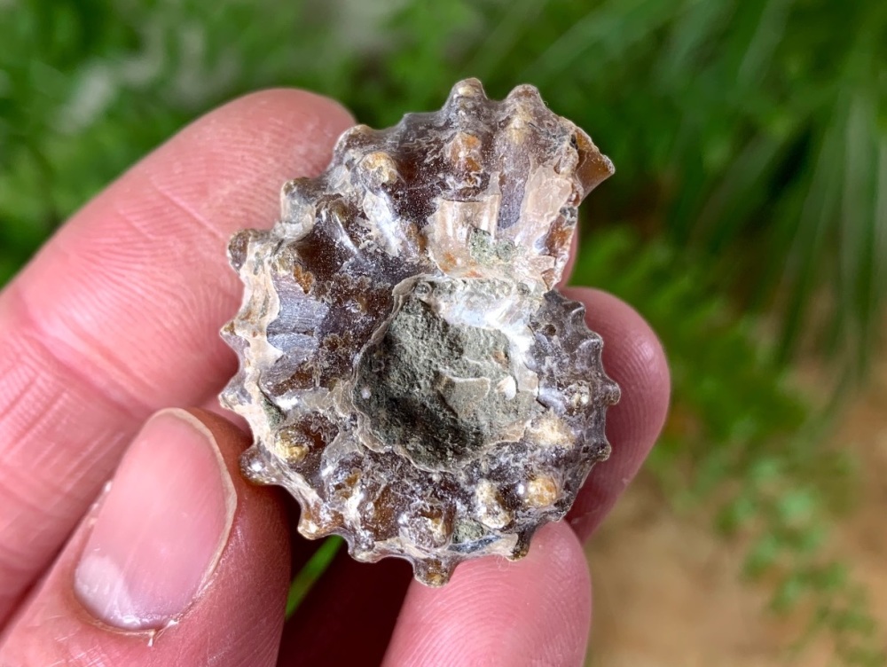 Douvilleiceras Ammonite (Madagascar) #12