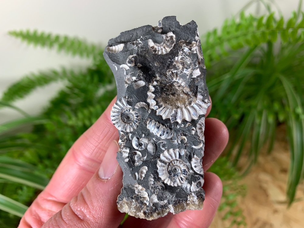 Ammonite Cluster (Bavaria, Germany) #01