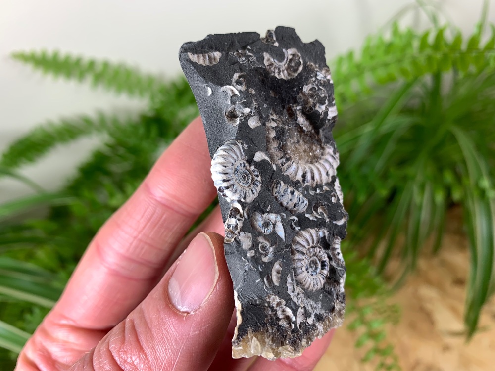 Ammonite Cluster (Bavaria, Germany) #01