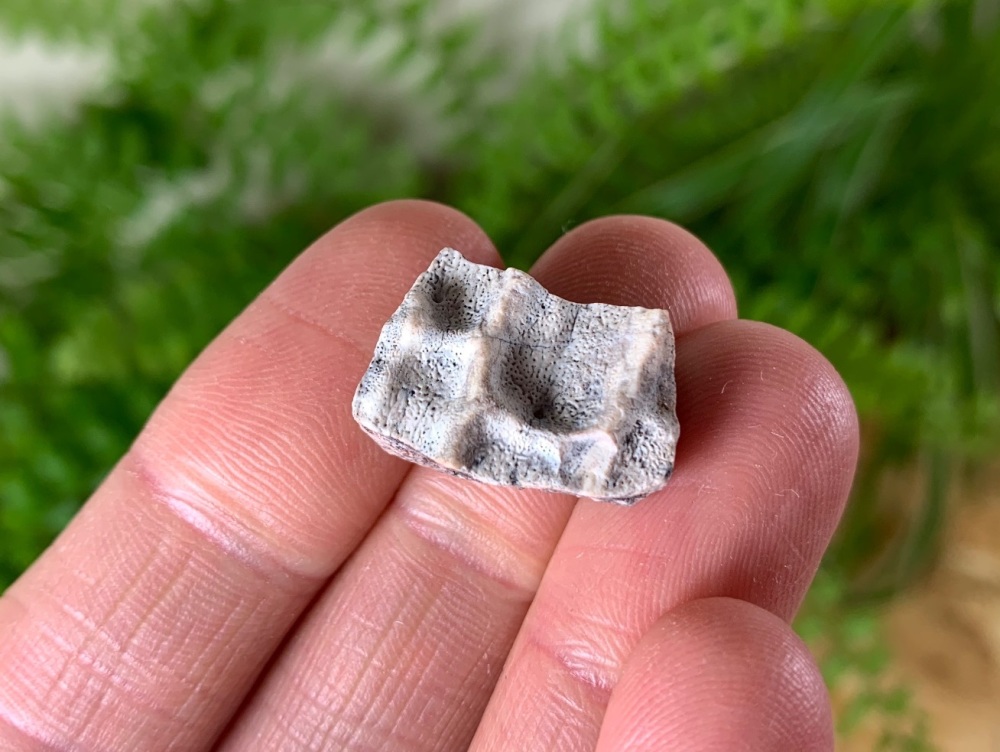 Aetosaur Osteoderm (Triassic Reptile) #01