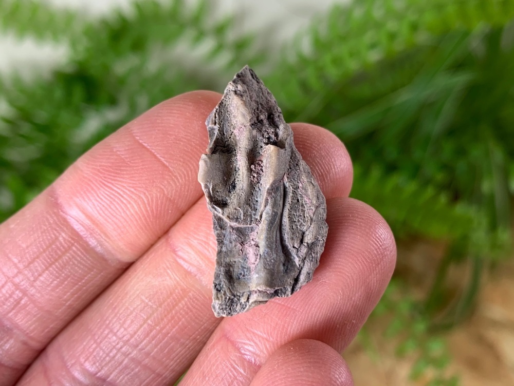 Aetosaur Osteoderm (Triassic Reptile) #02
