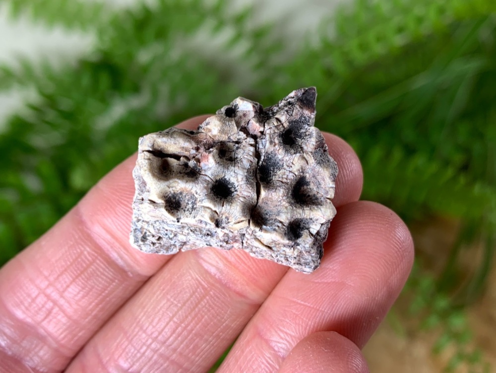 Aetosaur Osteoderm (Triassic Reptile) #03