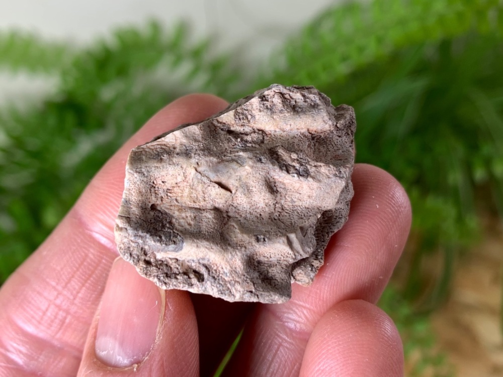 Aetosaur Osteoderm (Triassic Reptile) #04