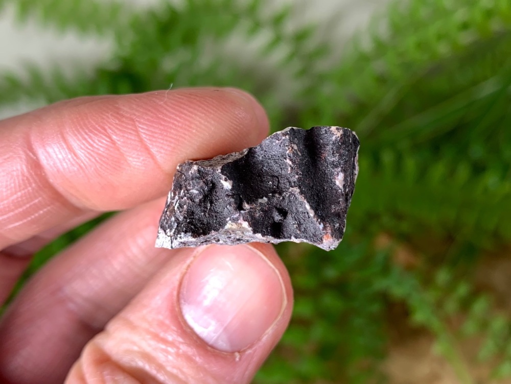 Aetosaur Osteoderm (Triassic Reptile) #05
