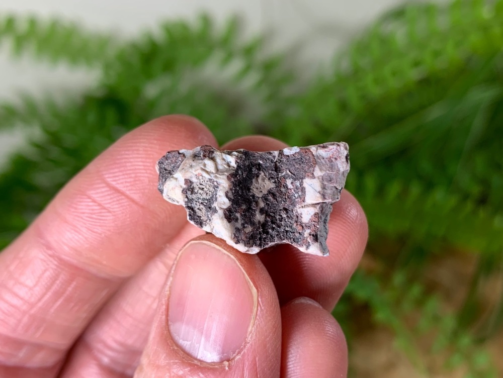 Aetosaur Osteoderm (Triassic Reptile) #06