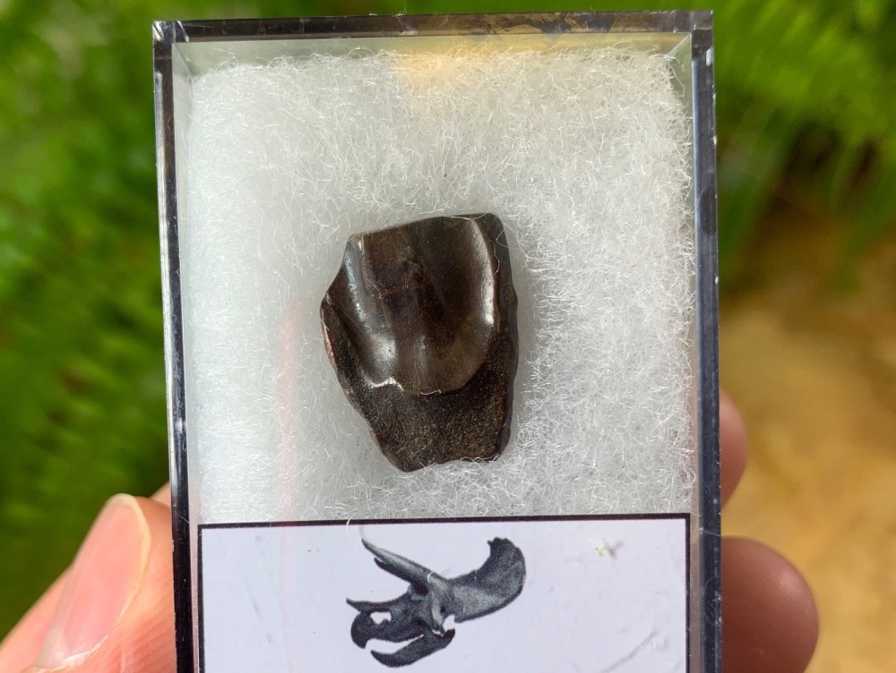 Triceratops Tooth #29