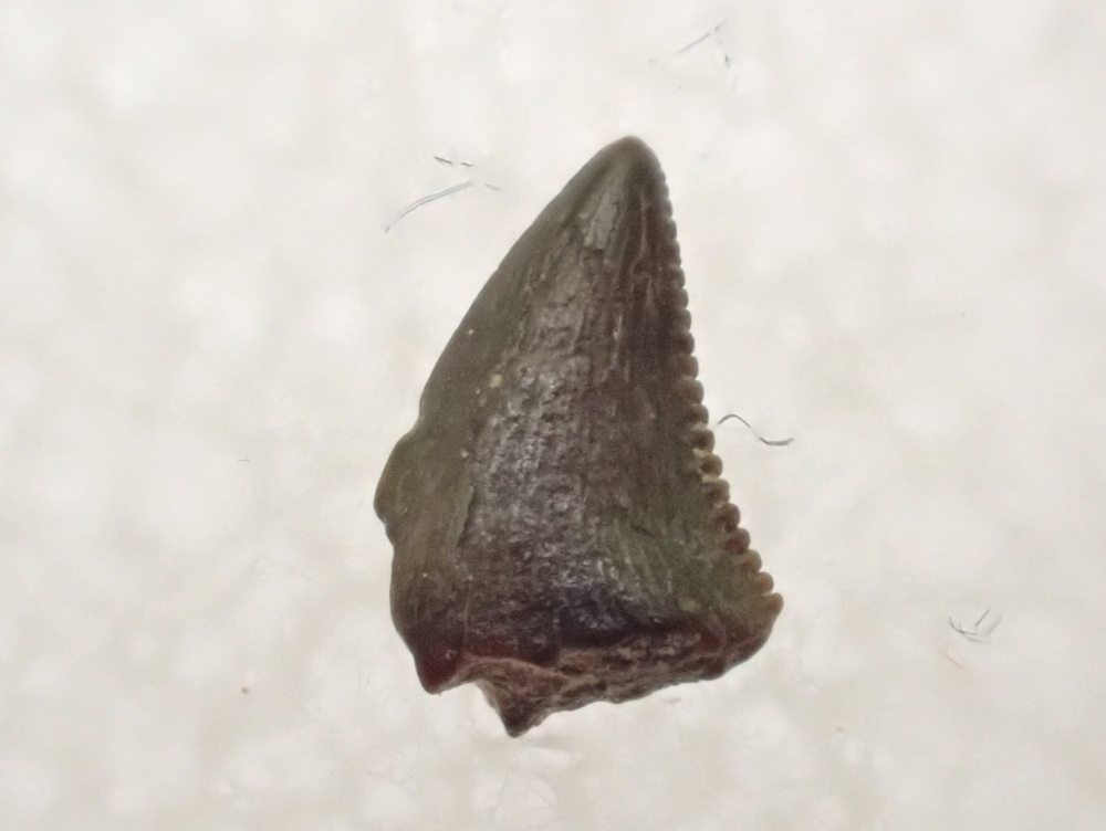 Tiny Theropod Tooth (Hell Creek Fm.) #01