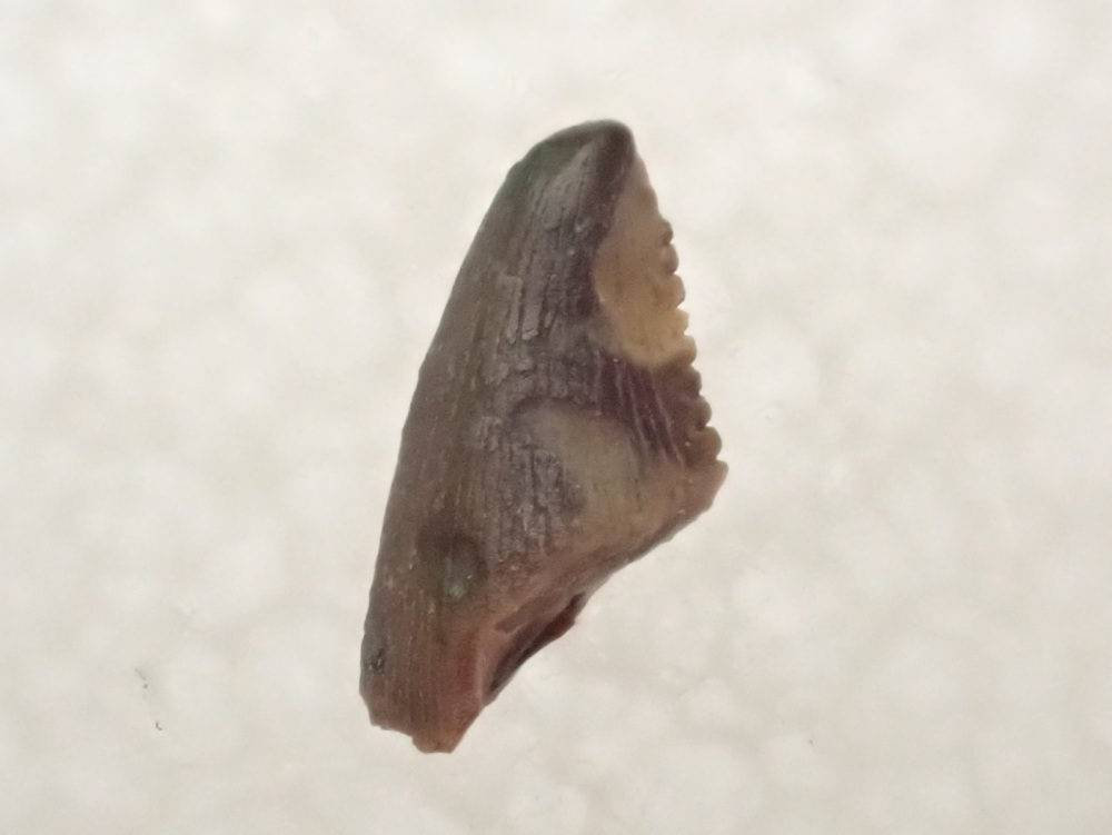 Tiny Theropod Tooth (Hell Creek Fm.) #02