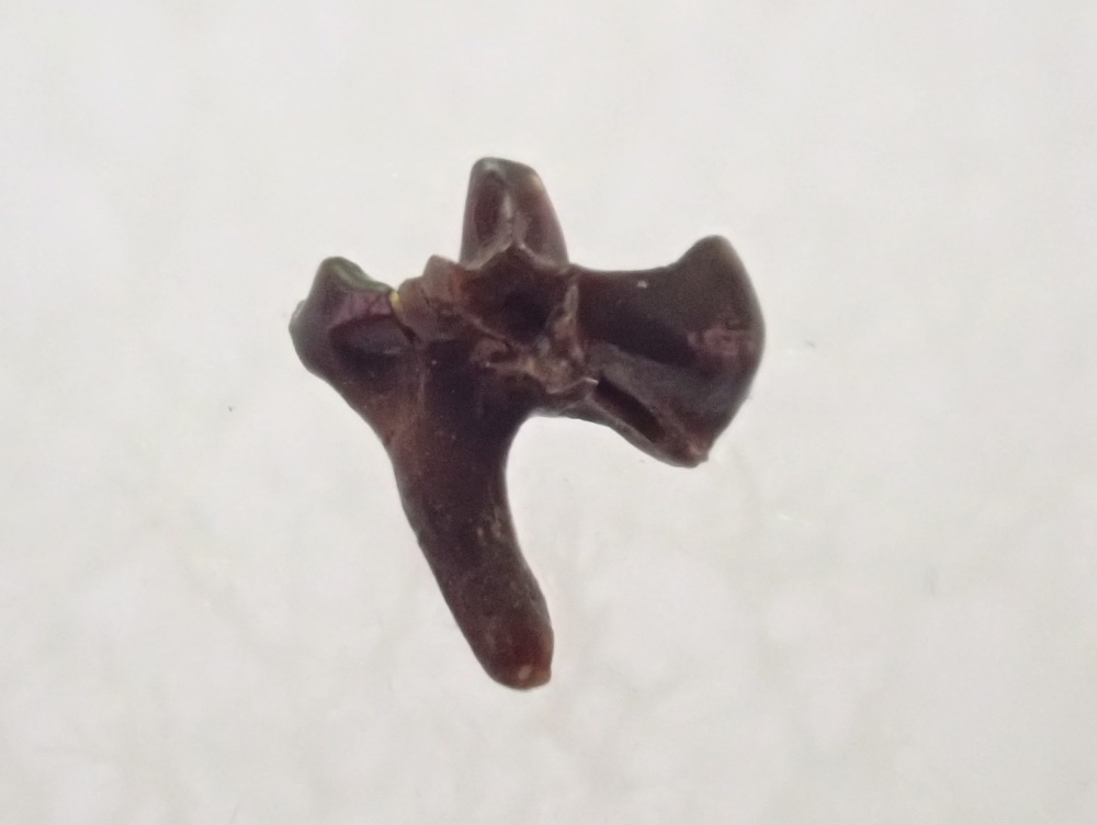 Alphadon Mammal Tooth (Hell Creek Fm.) #02