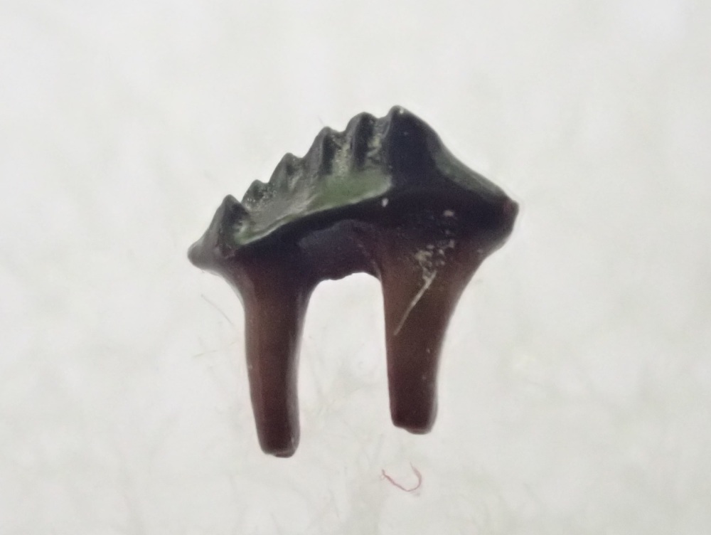 Mesodma Multituberculate  Mammal Tooth (Hell Creek Fm.) #02