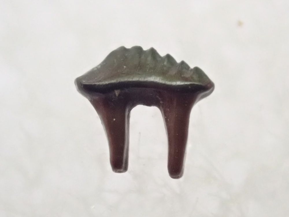 Mesodma Multituberculate  Mammal Tooth (Hell Creek Fm.) #02