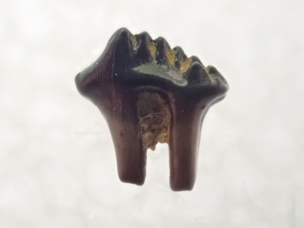 Mesodma Multituberculate  Mammal Tooth (Hell Creek Fm.) #03