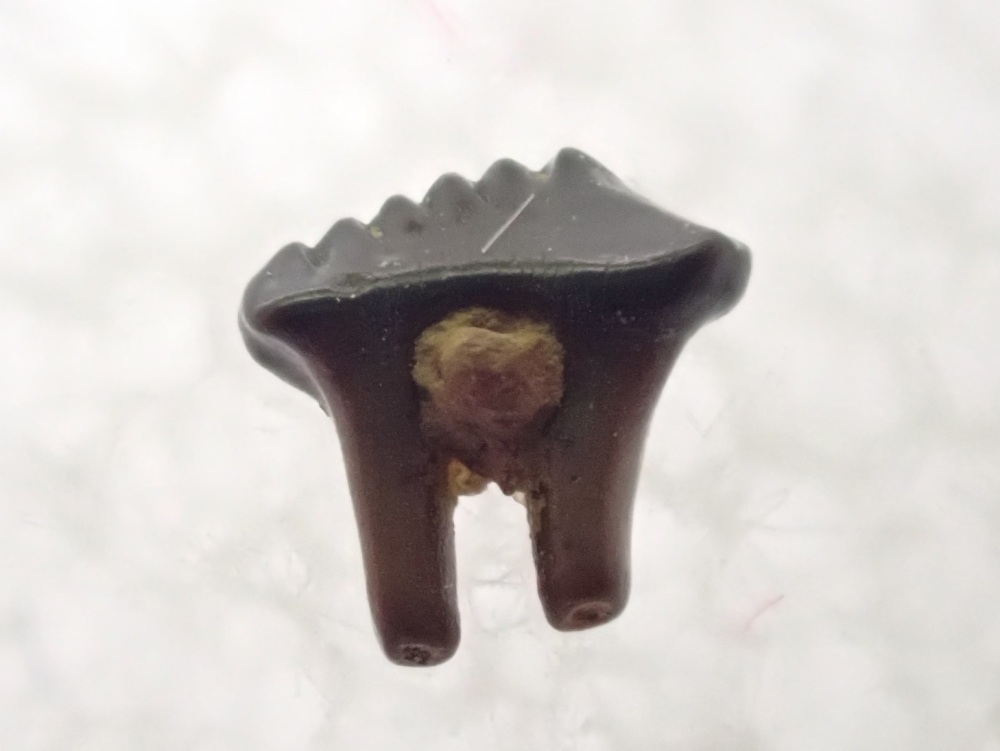 Mesodma Multituberculate  Mammal Tooth (Hell Creek Fm.) #03