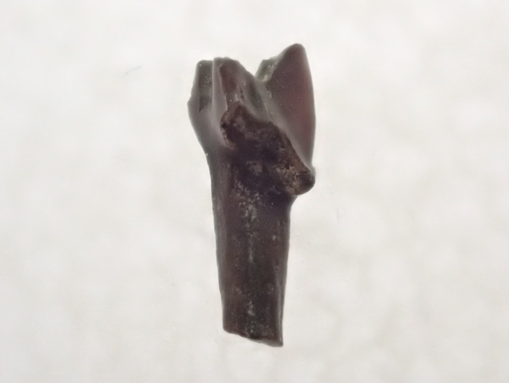 Cimolestes  Mammal Tooth (Hell Creek Fm.) #04