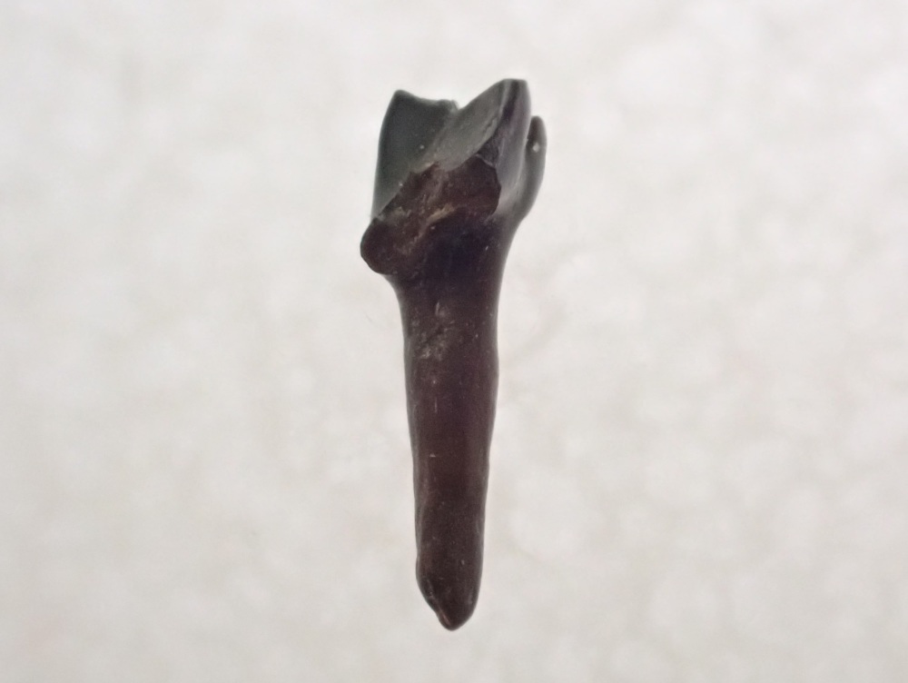 Cimolestes  Mammal Tooth (Hell Creek Fm.) #05