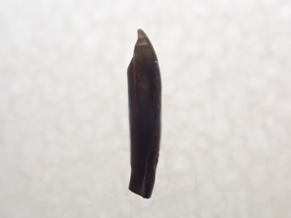 Mammal Incisor Tooth (Hell Creek Fm.) #06