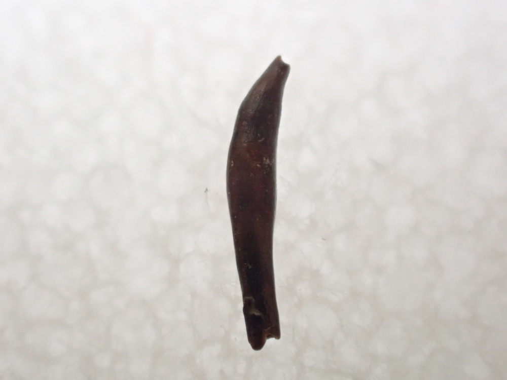 Mammal Incisor Tooth (Hell Creek Fm.) #07