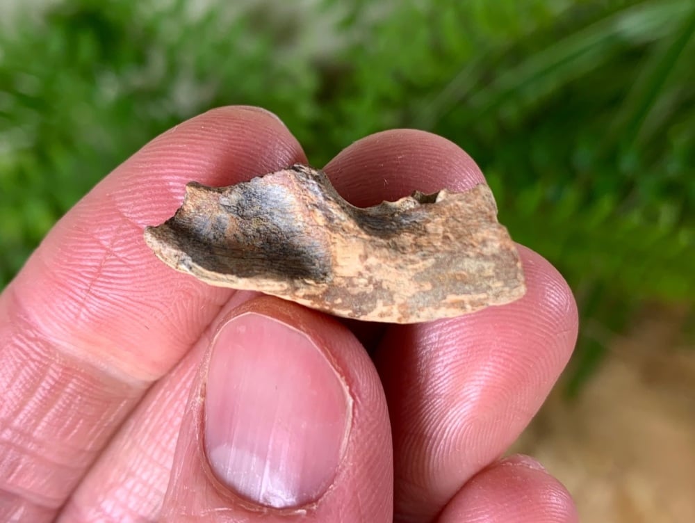 Cretaceous Mammal Jaw (Hell Creek Fm.) #01