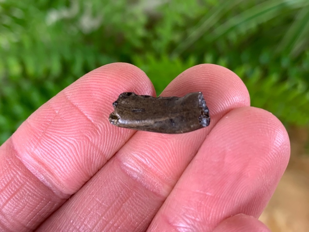 Cretaceous Mammal Jaw (Hell Creek Fm.) #02