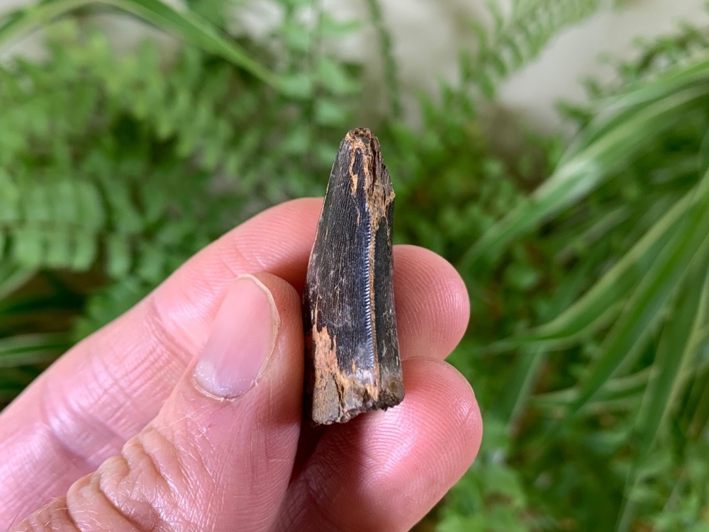 RARE Tyrannosaur Tooth (North Carolina)