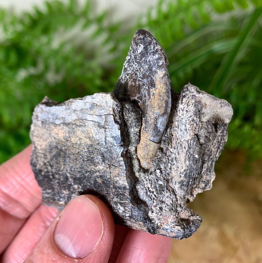 Jurassic Sauropod Jaw with Tooth