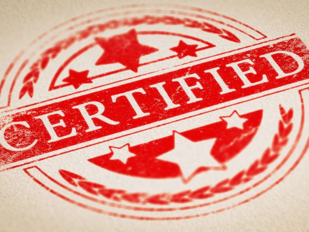 Collecting fossils A Beginner's Guide to Buying Fossils Online