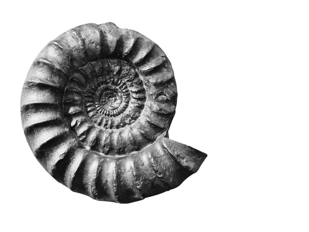 Collecting fossils A Beginner's Guide to Buying Fossils Online
