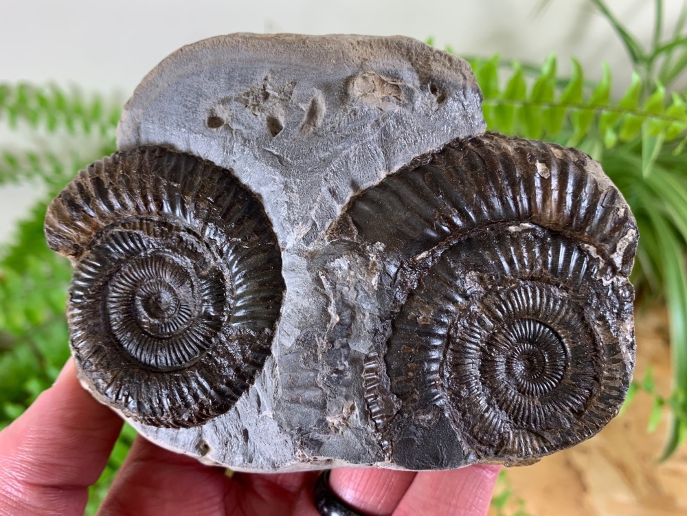 Dactylioceras Ammonite Pair #01