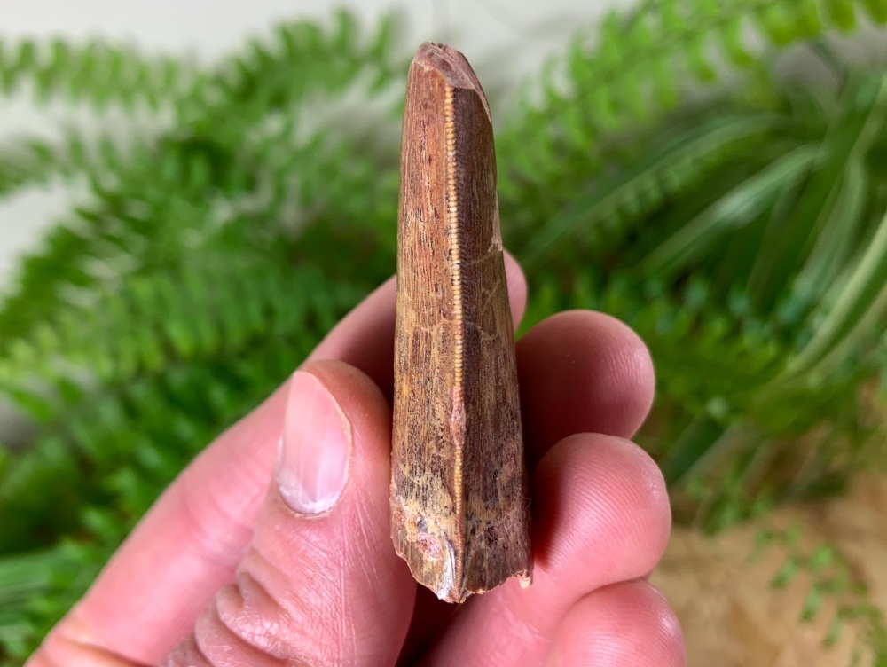 Carcharodontosaurus Tooth - 2.13 inch #CT18