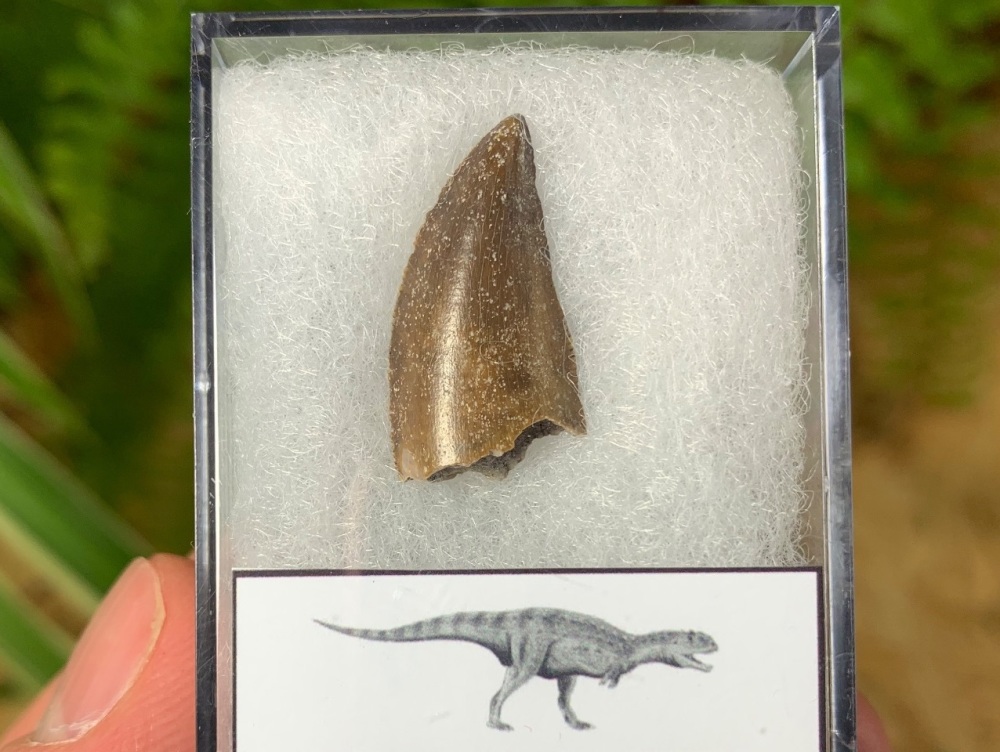 Majungasaurus crenatissimus Tooth (Madagascar) #03