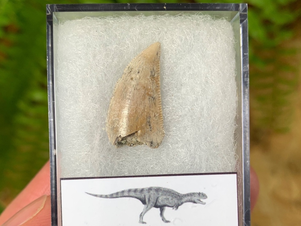 QUALITY Majungasaurus crenatissimus Tooth (Madagascar) #05