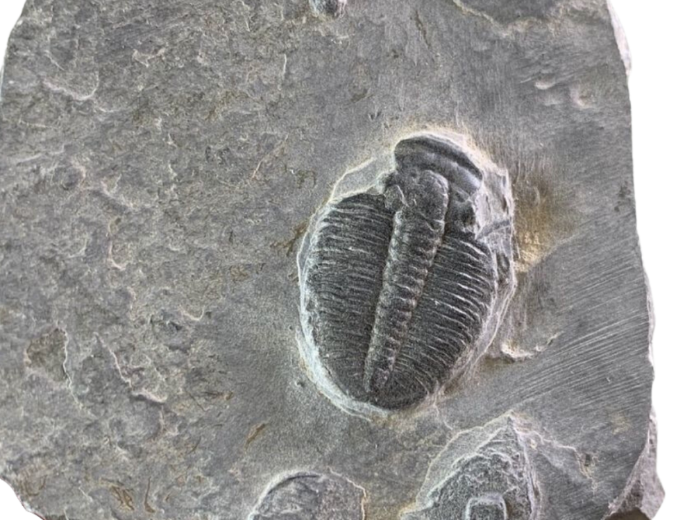 Collecting fossils A Beginner's Guide to Buying Fossils Online