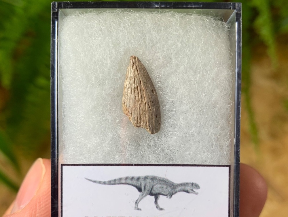 Affordable Majungasaurus crenatissimus Tooth (Madagascar) #09