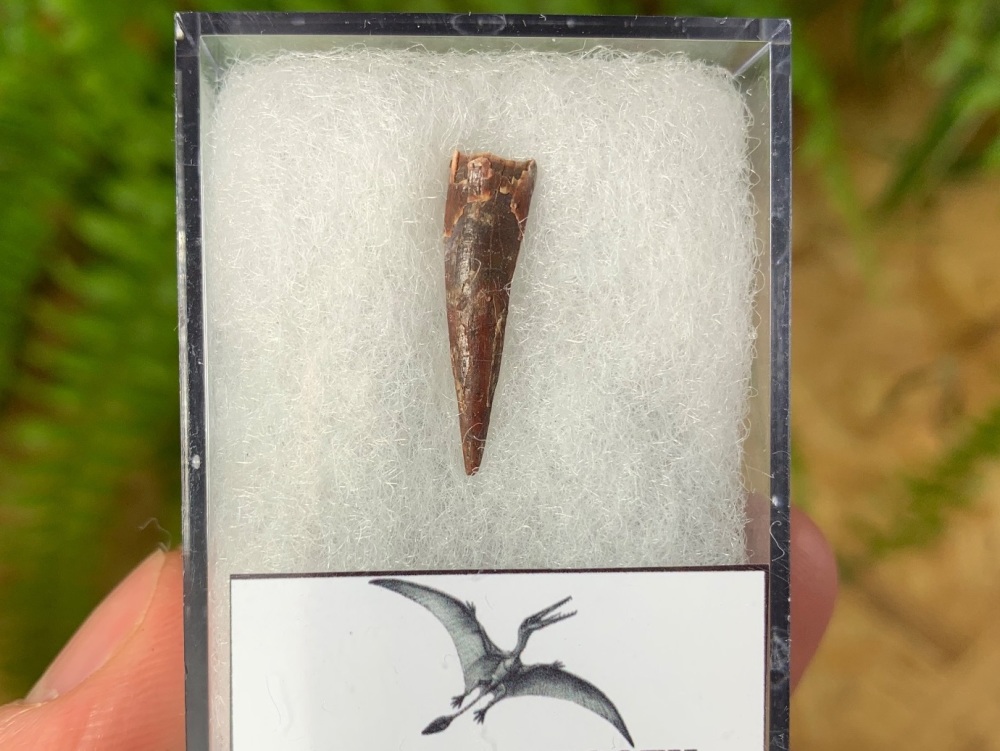 Pterosaur Tooth, Morocco #01
